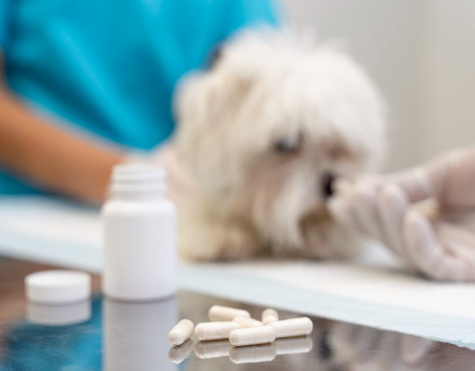 farmacie-veterinara-sector-4