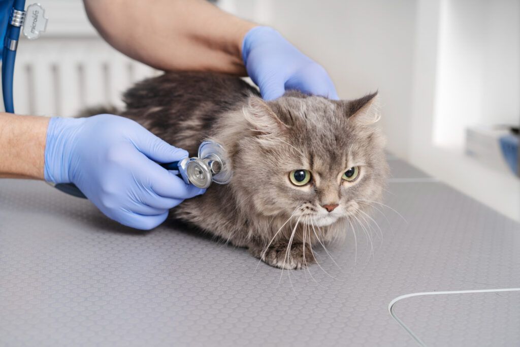cabinet-veterinar-bucuresti-1