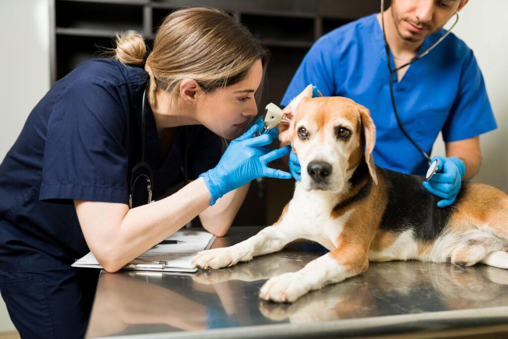 cabinet-veterinar-bucuresti-2